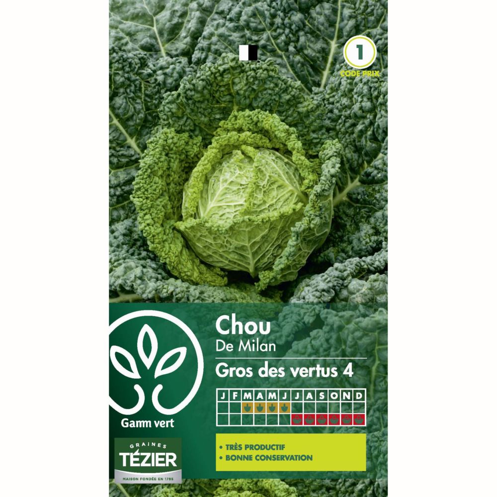 Chou De Milan 'Gros des Vertus 4'