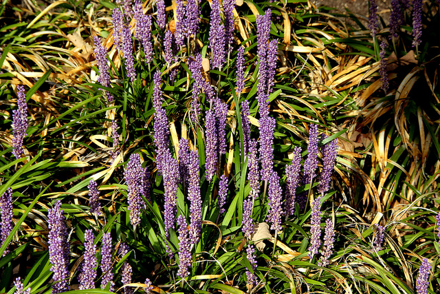 Liriope Â«MoneymakerÂ» (Liriope Muscari)
