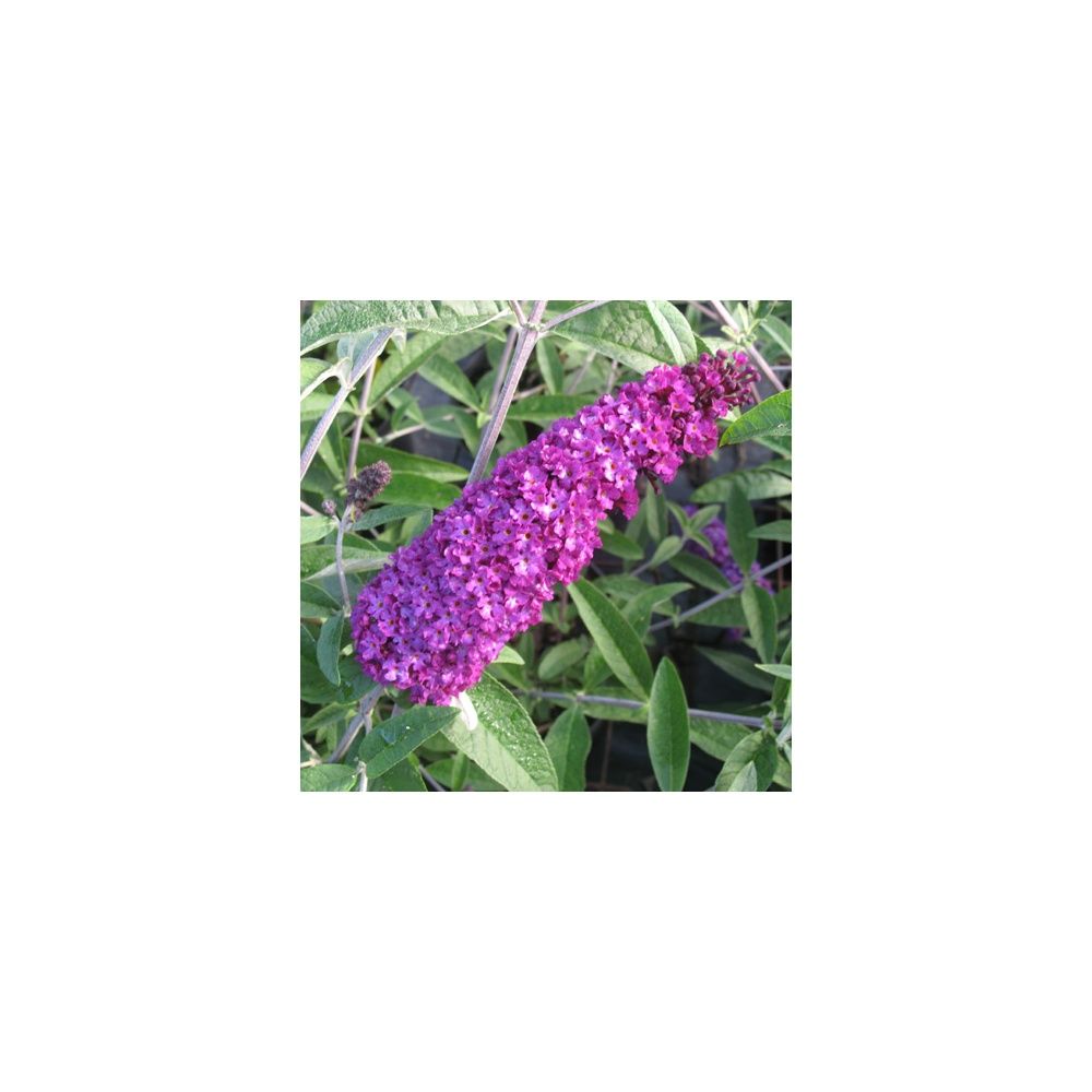 Arbre aux papillons 'Royal Red'