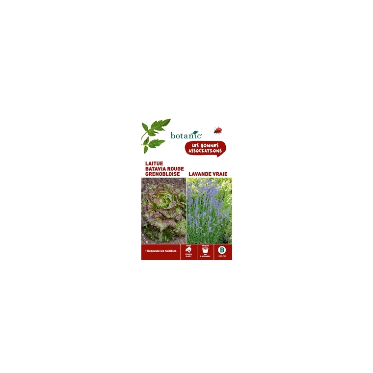 Laitue batavia rouge grenobloise + lavande vraie Duo compagne