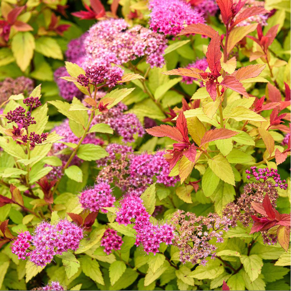 Spirée du Japon 'Magic carpet'