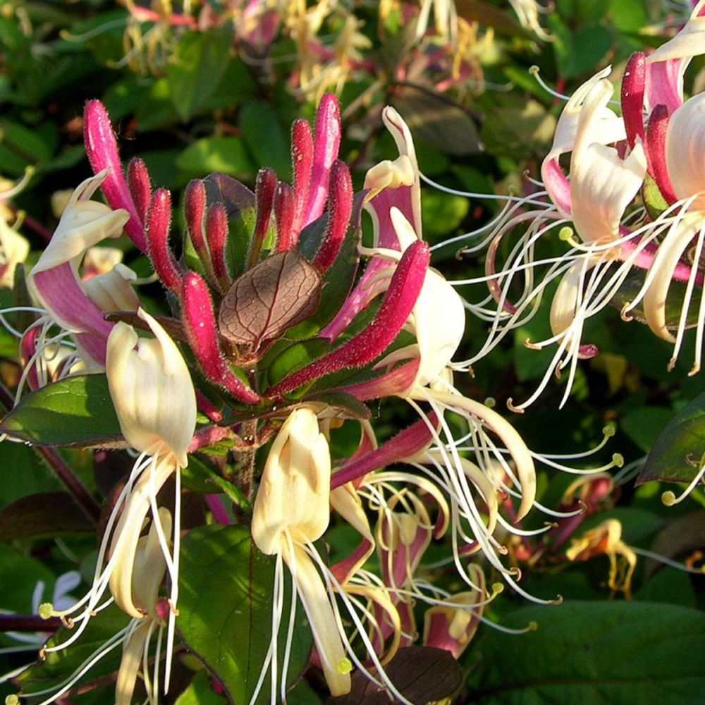 Chèvrefeuille sinensis