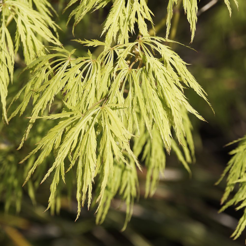 Erable du Japon 'Dissectum Viridis'