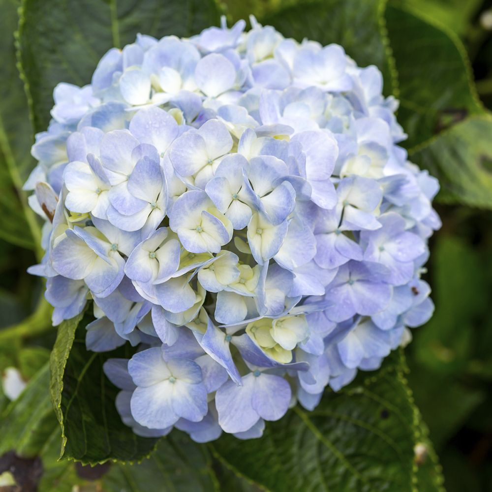 Hortensia Ankong bleu