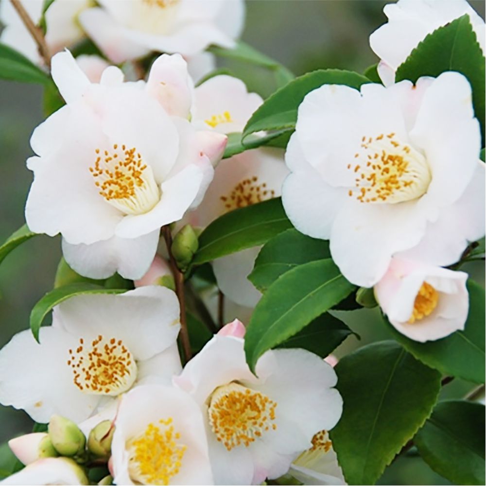 Camélia champêtre 'Cinnamon Scentsation'