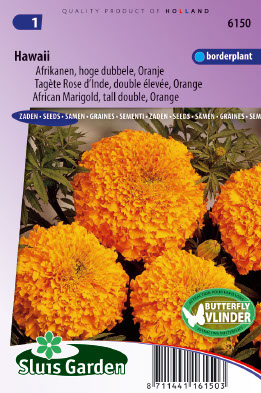 TagÃ¨te Rose d'Inde double Ã©levÃ©e Hawaii