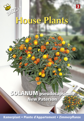 Plante d'Appartement Solanum pseudocapsicum New Paterson