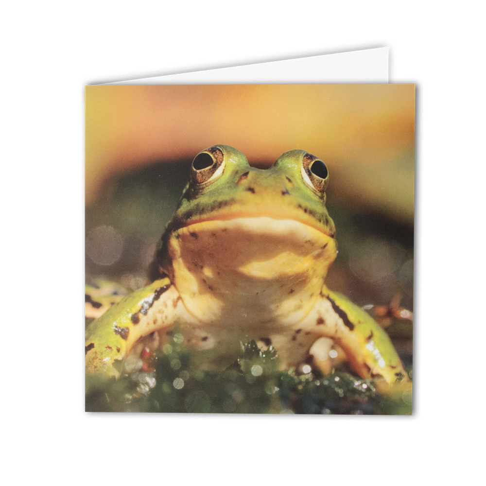Carte de vœux Grenouille verte