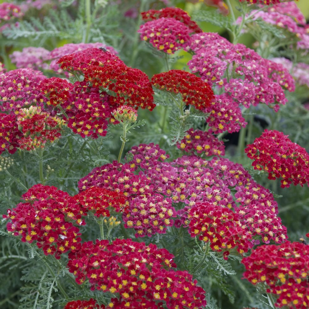 Achillée 'Paprika' ou 'Fanal'