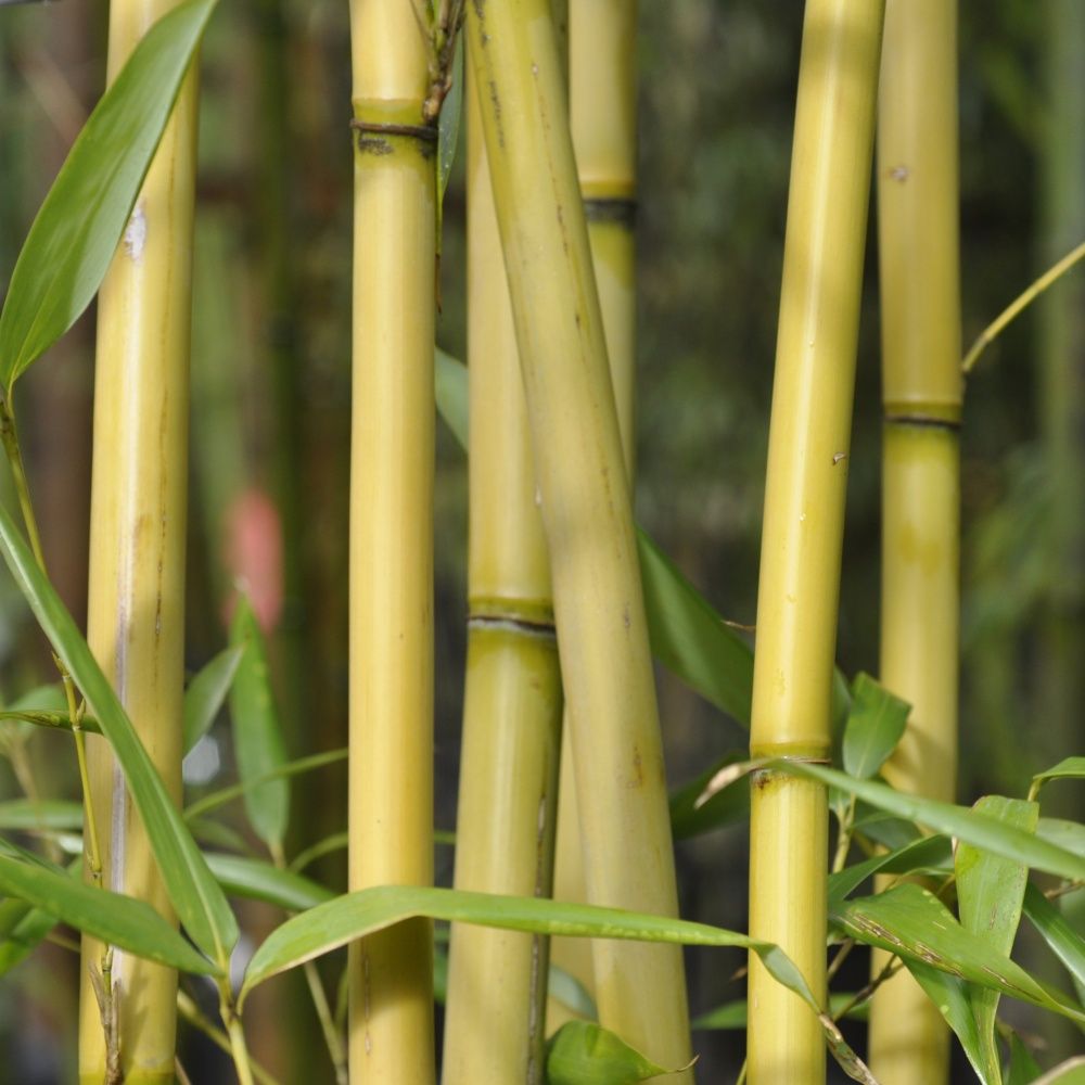 Bambou moyen: Pseudosasa amabilis 'Tenuis'