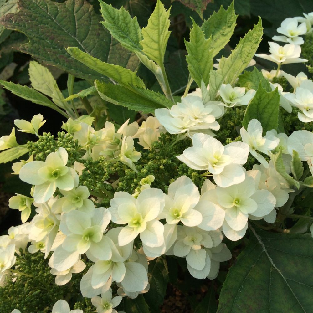 Hortensia à feuilles de chêne 'Snowflake'