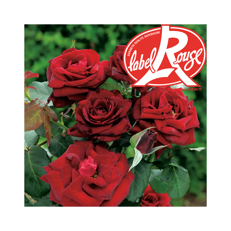Rosier Bertrand Amoussou® Label Rouge en pot de 5L