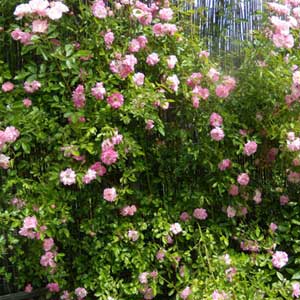 Rosier de banks Rosea (rose) 175/200 cm en pot de 10 litres