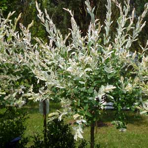 Saule crevette, Salix integra Hakuro Nishiki Tige de 100/110 cm