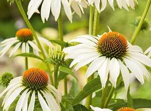 Echinacea Blanc