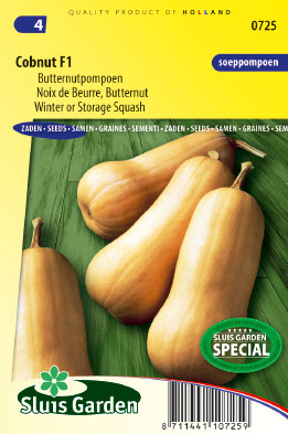 Potiron, Noix de Beurre Cobnut F1 (Butternut)