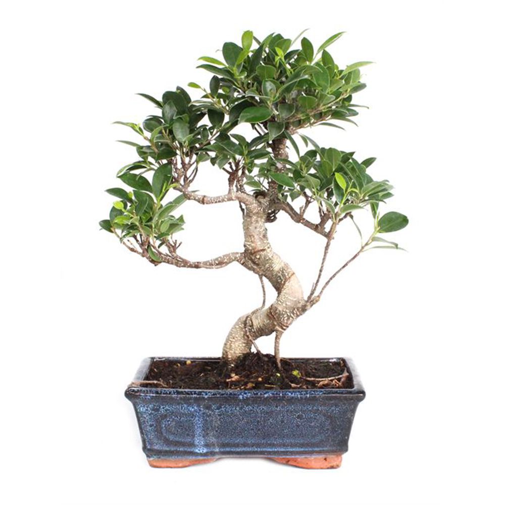 Bonsaï Ficus retusa (8 ans)