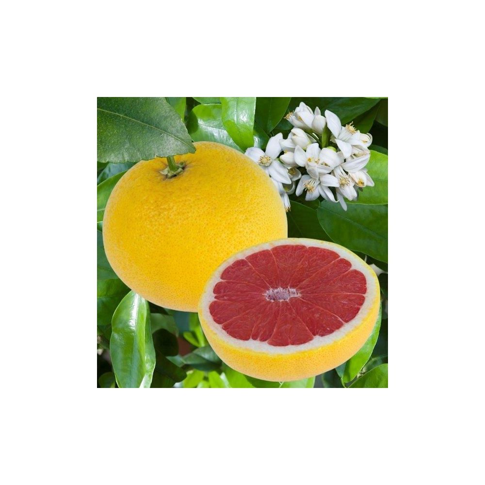 Pomelo à  chair rose