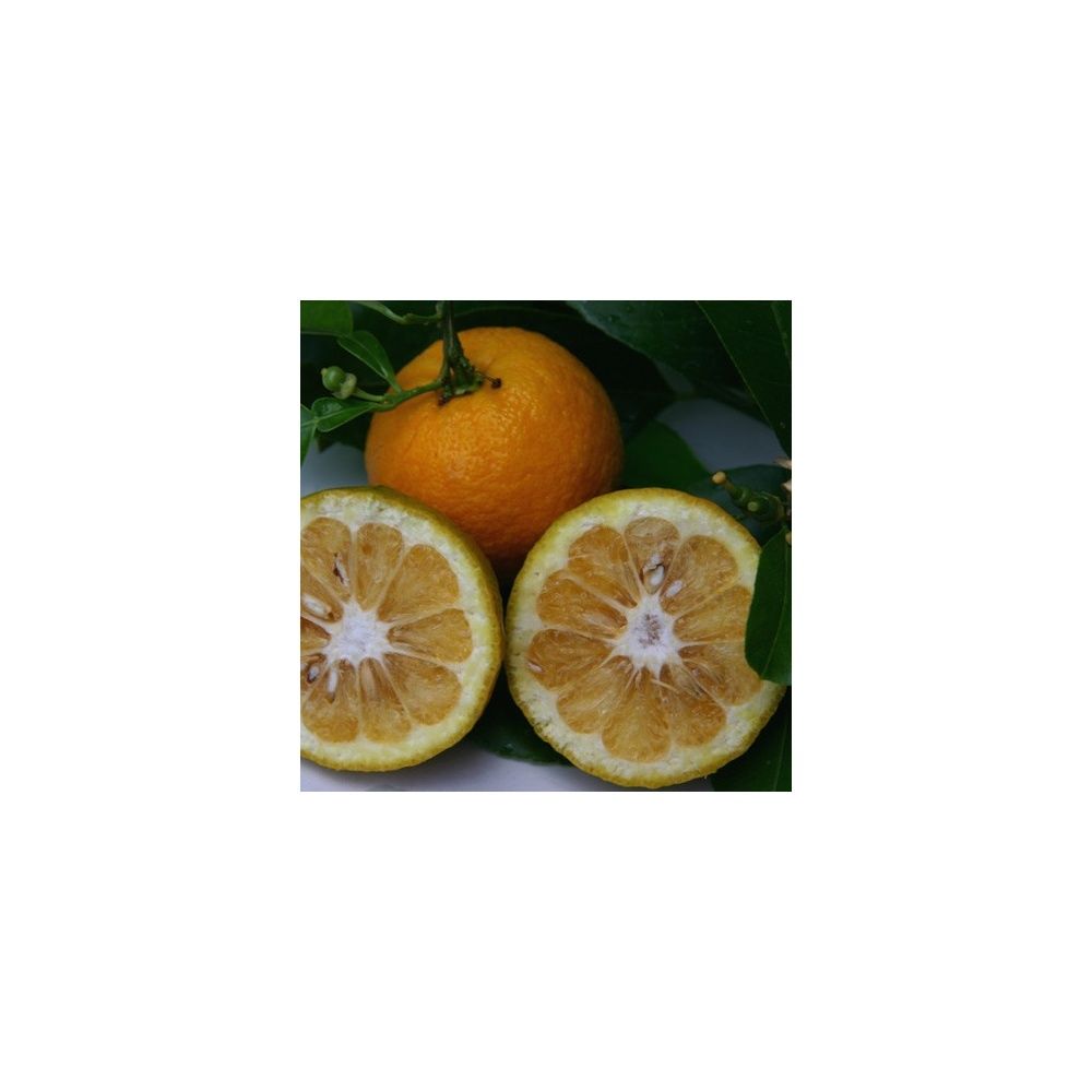 Bigaradier BIO - Orange amère à confiture