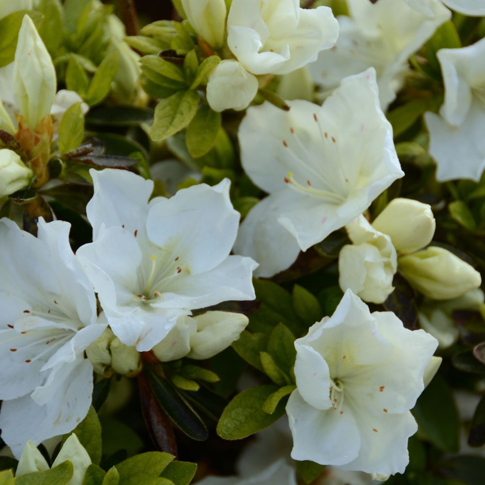 Azalée japonaise 'Eucharis'