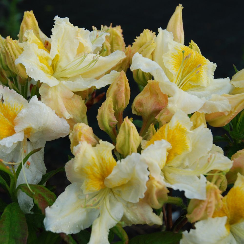 Azalée de Chine 'Mount Rainier'