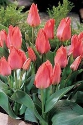 Tulipes Toronto