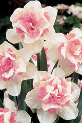 Narcisses Fourer Replete