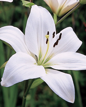 Lys orientaux blancs