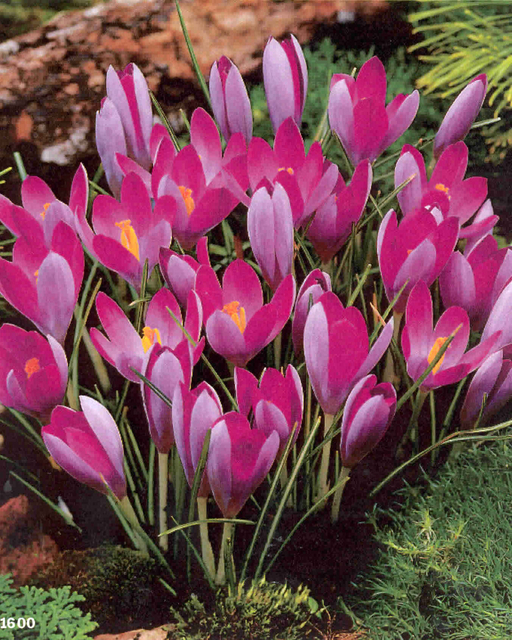 Crocus Tommasinianus Roseus (En Vrac)