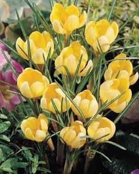 Crocus Romance