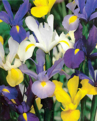 Mélange de Bulbes dIris Hollandica