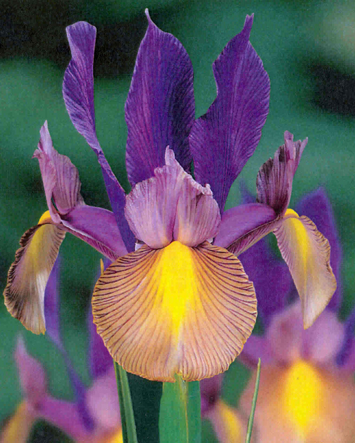 Iris de Hollande Festa