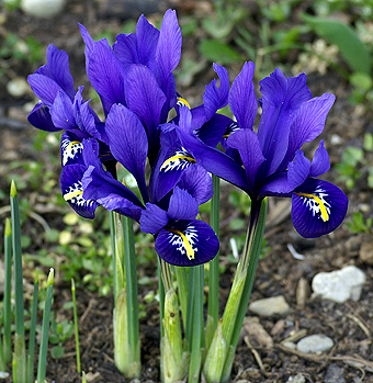 Iris Reticulata