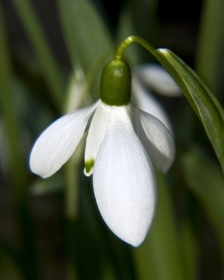 Perce-neige Elwesii