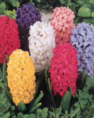 Jacinthes en mélange