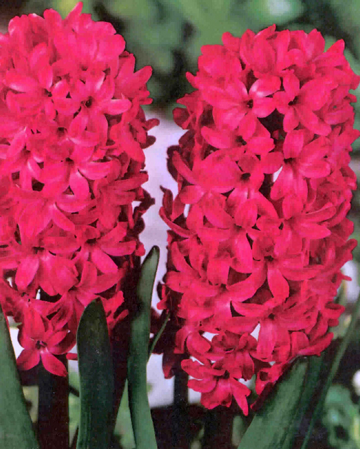 Jacinthe Jan Bos