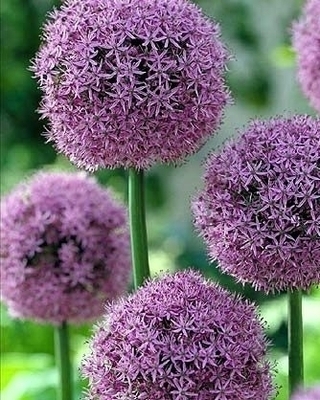 Allium-Ail d'ornement Gladiator