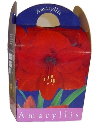 Amaryllis rouge (Hippeastrum) avec pot