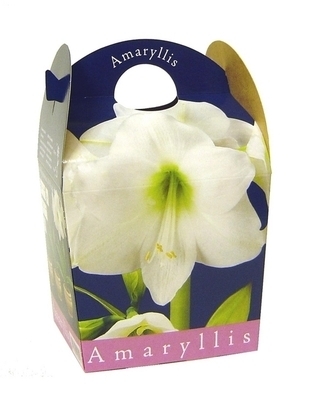 Amaryllis blanc (Hippeastrum) avec pot