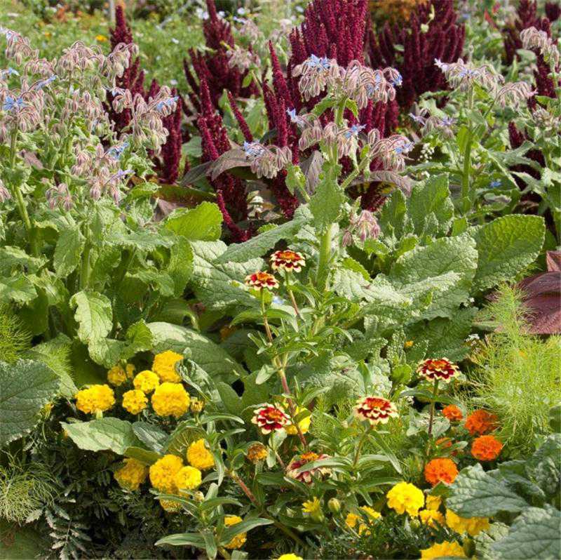 Mélange de graines florales anti limaces