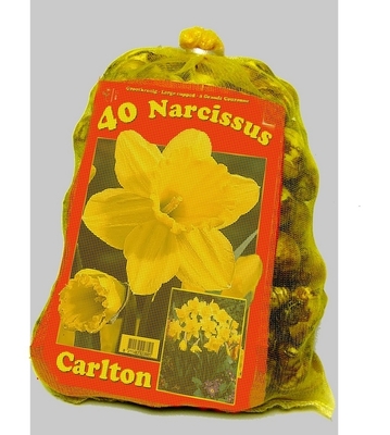 Narcisses Carlton (Emballage économique)