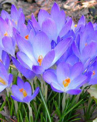 Crocus Tommasinianus Ruby Giant