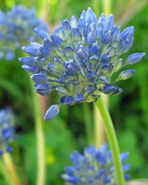 Allium-Ail d'ornement Caeruleum