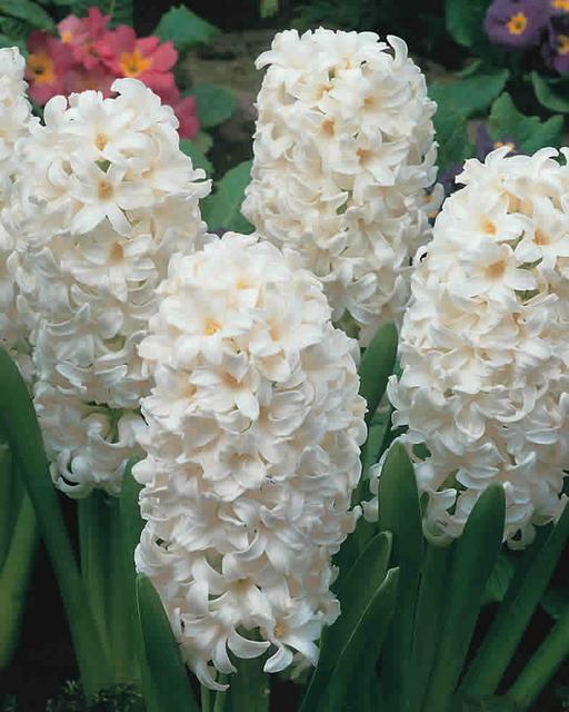Jacinthe Carnegie