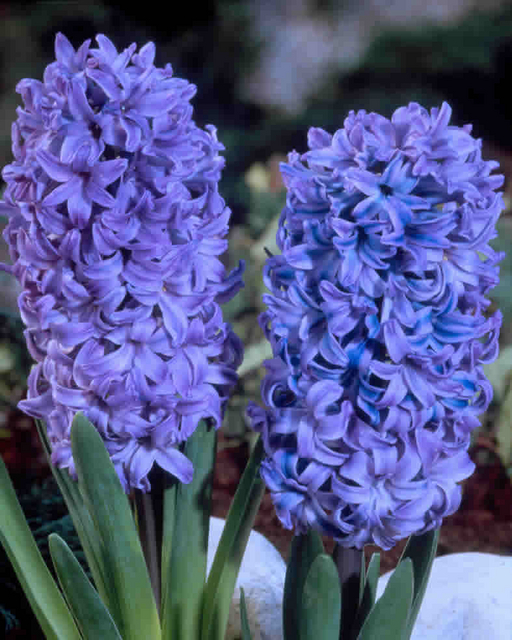 Jacinthe Delft Bleu (Blue Jacket)