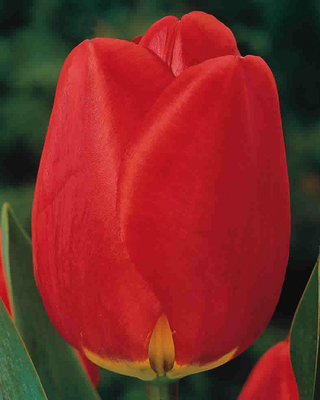 Tulipes Apeldoorn