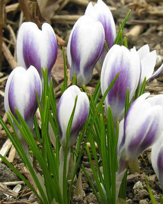Crocus Prins Claus