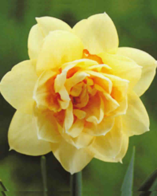 Narcisses Manly