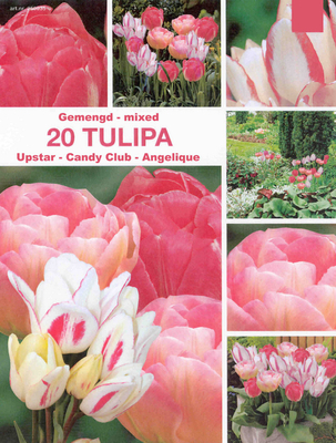 Tulipes roses en mélange