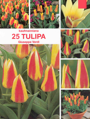 Tulipes Giuseppe Verdi